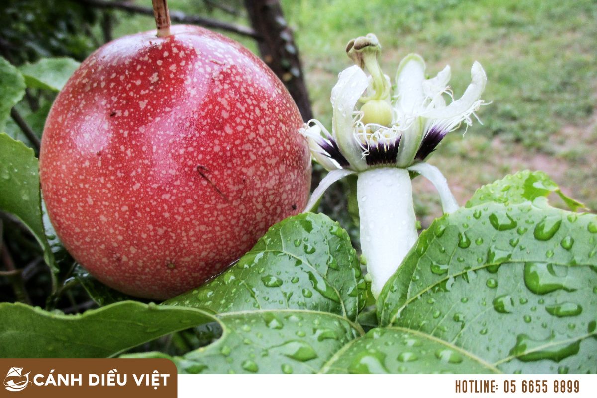 Giải pháp khắc phục khi tuổi thọ chanh dây ngắn