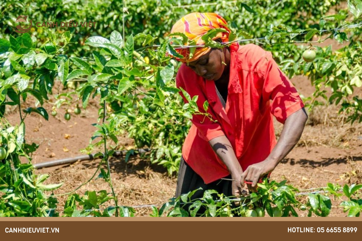 Giàn chanh dây: Hướng dẫn cách làm chi tiết và hiệu quả nhất 10 Giàn chanh dây chữ T