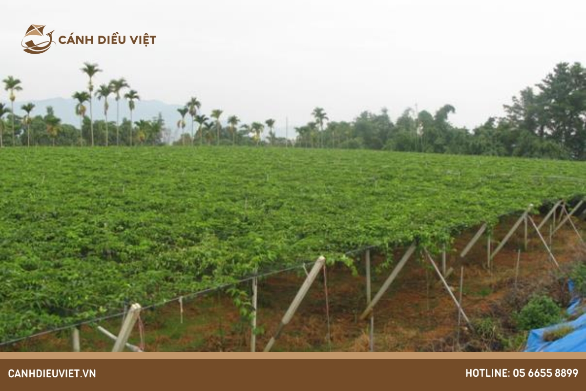 Giàn chanh dây: Hướng dẫn cách làm chi tiết và hiệu quả nhất 8 Giàn chanh dây truyền thống