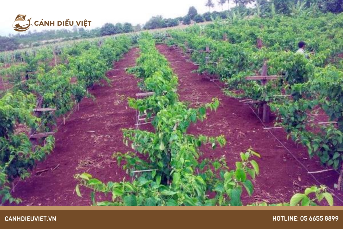 Giàn chanh dây: Hướng dẫn cách làm chi tiết và hiệu quả nhất 9 Gian chu T