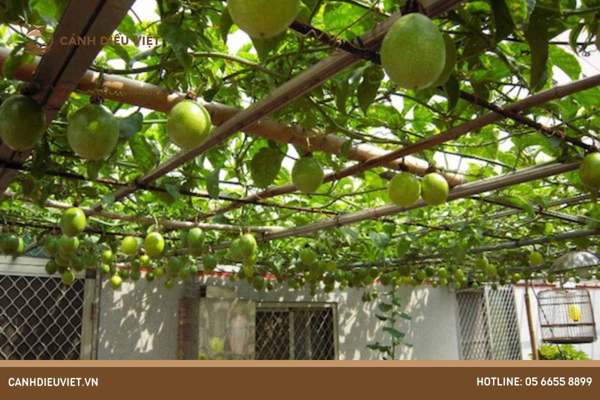 Giàn chanh dây: Hướng dẫn cách làm chi tiết và hiệu quả nhất 7 Giàn truyền thống