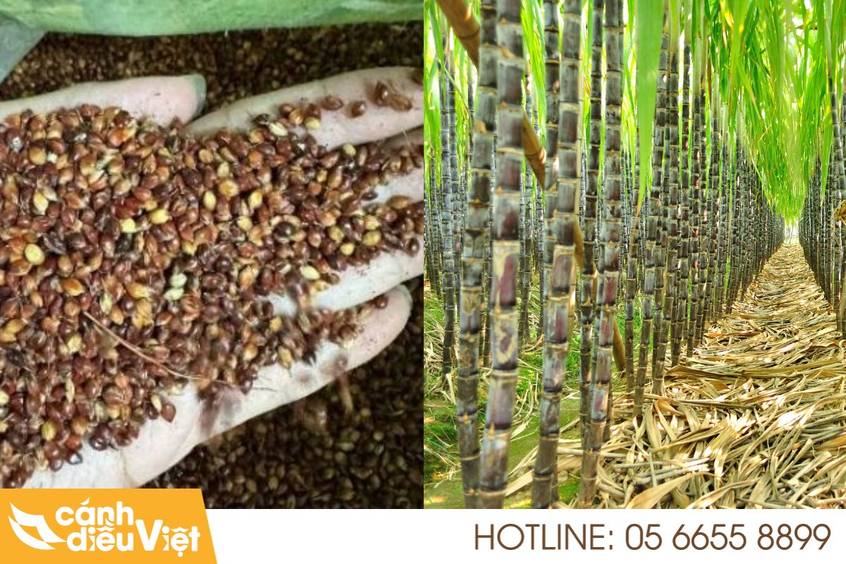 Các phương pháp sạ giống cho cây mía 5 Gieo hạt mía trực tiếp