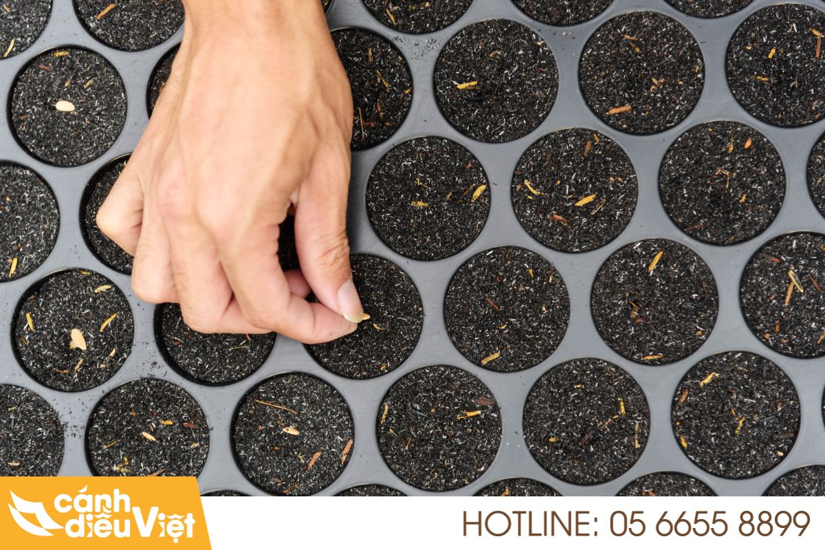 Các phương pháp sạ giống cho rau màu 5 Gieo hạt rau màu trong khay ươm