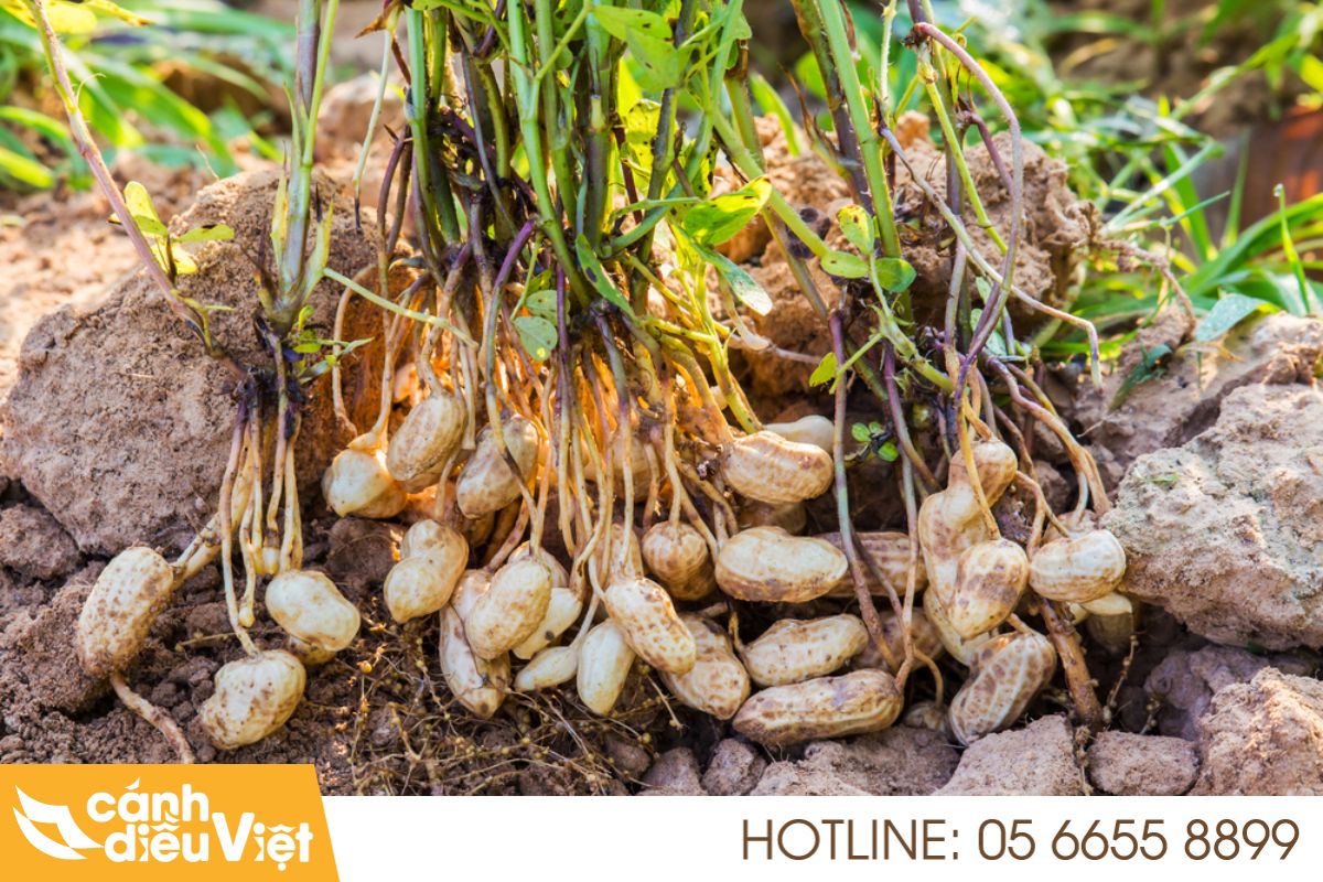 Các phương pháp sạ giống cho cây đậu phộng 6 Gieo hạt trong giá thể