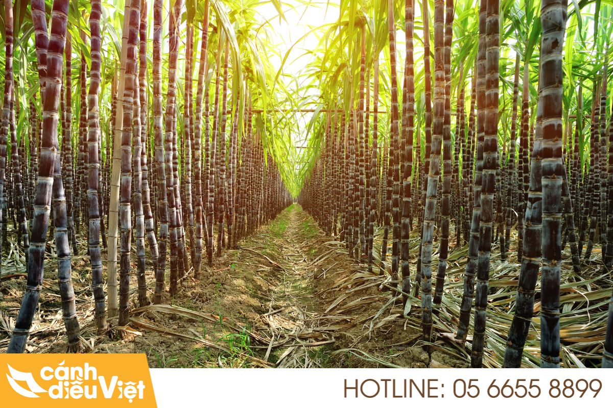 Các phương pháp sạ giống cho cây mía 7 Gieo hạt trong khay ươm