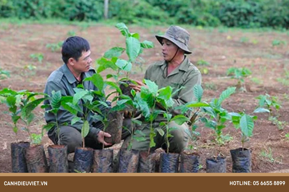 Gieo trồng giống cây