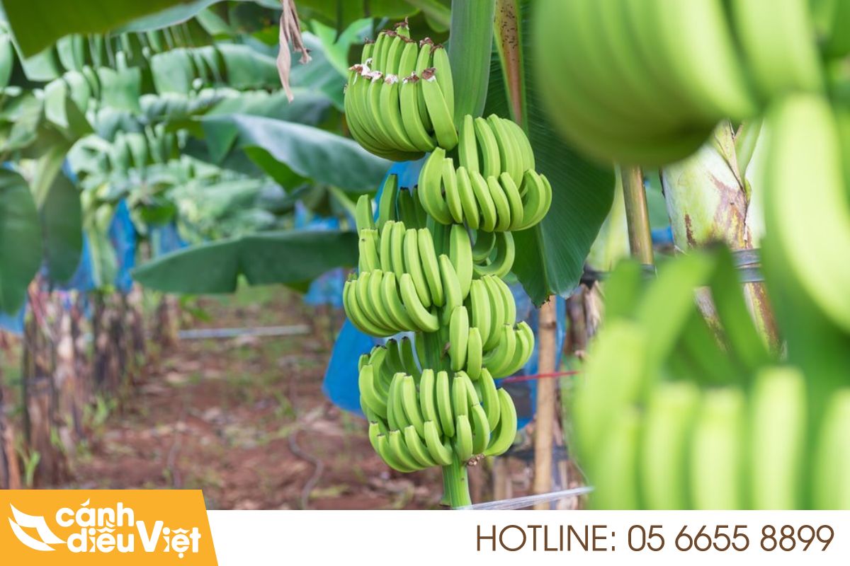 Chuối Nam Phi: Nguồn gốc, Cách Trồng Và Chăm Sóc Hiệu Quả 5 Giới thiệu về chuối Nam Phi