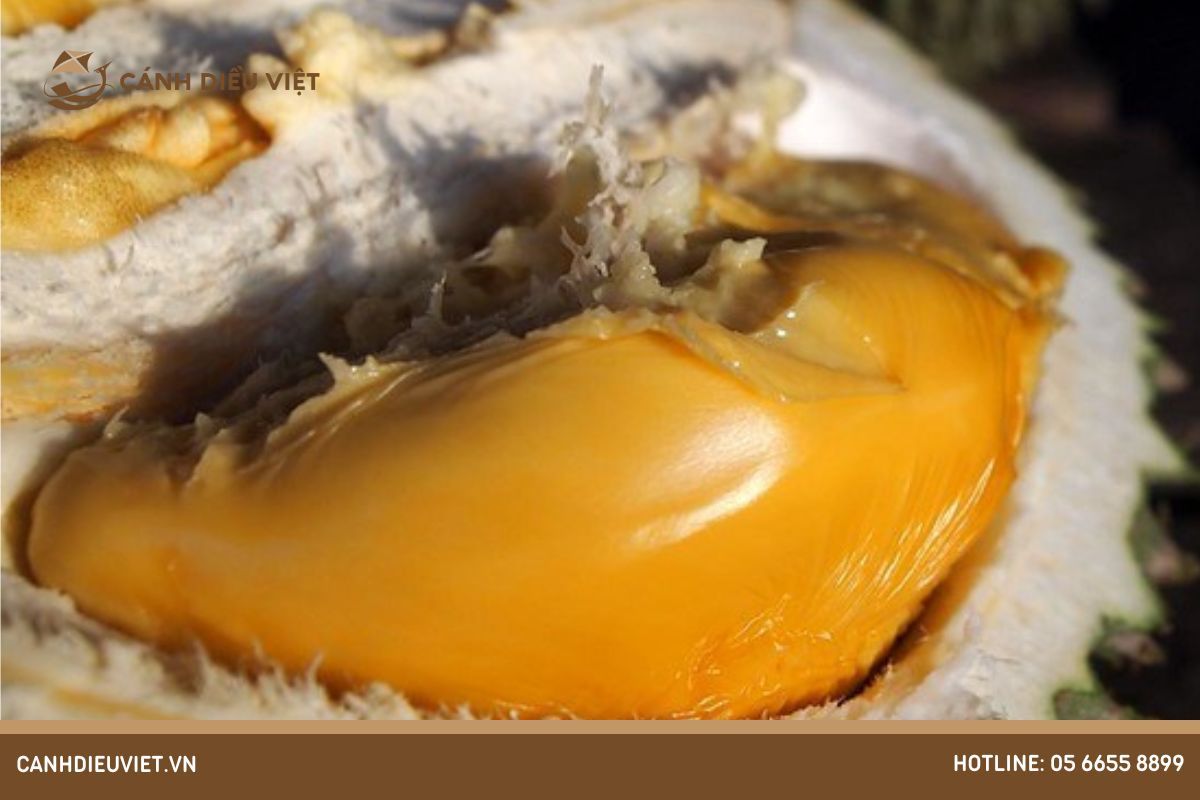 Giới thiệu về giống sầu riêng đắt nhất thế giới