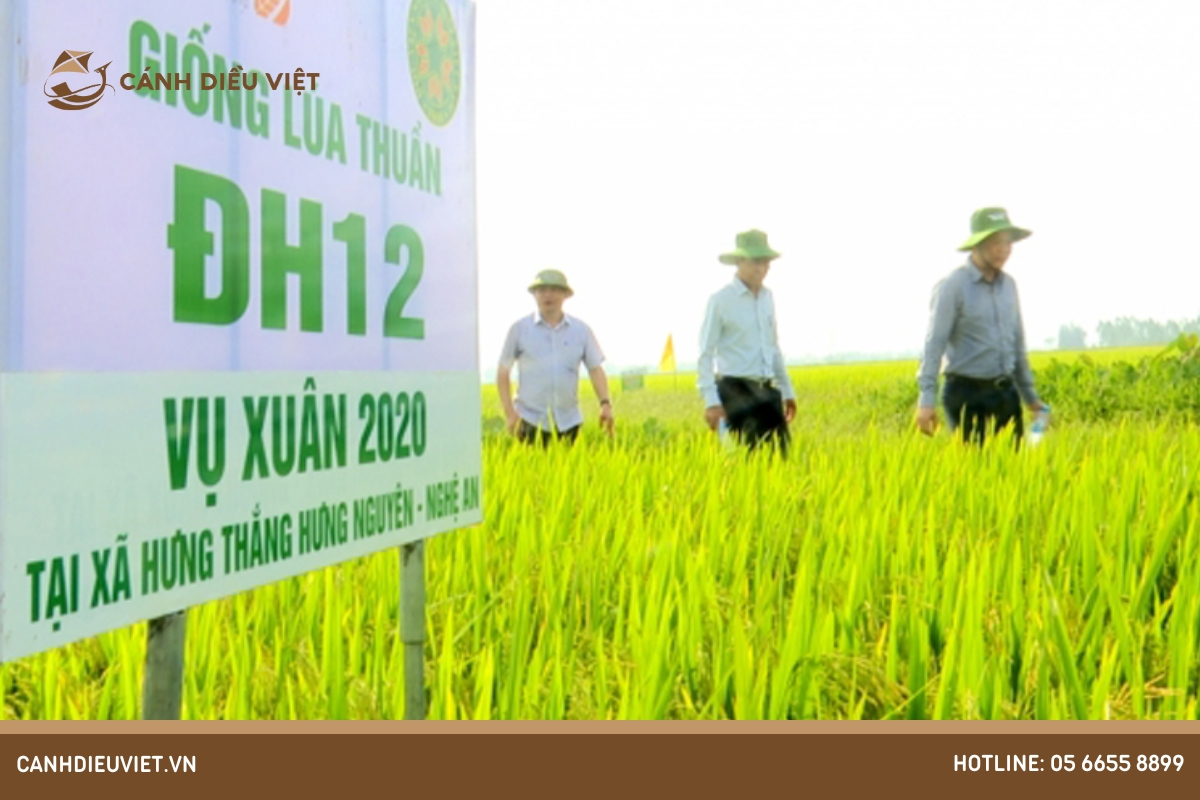 Giống lúa ĐH12 có những đặc tính nổi trội gì? 1081 Giống lúa ĐH12 có những đặc tính nổi trội gì