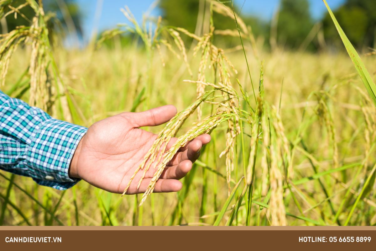 Giong lua Dai Thom 8