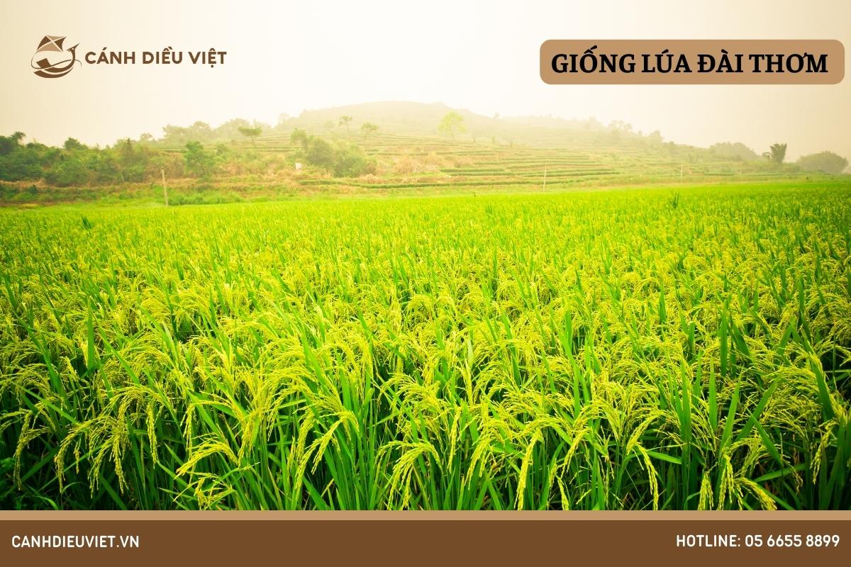 Giống lúa Đài thơm thế hệ mới 1063 Giống lúa Đài thơm thế hệ mới