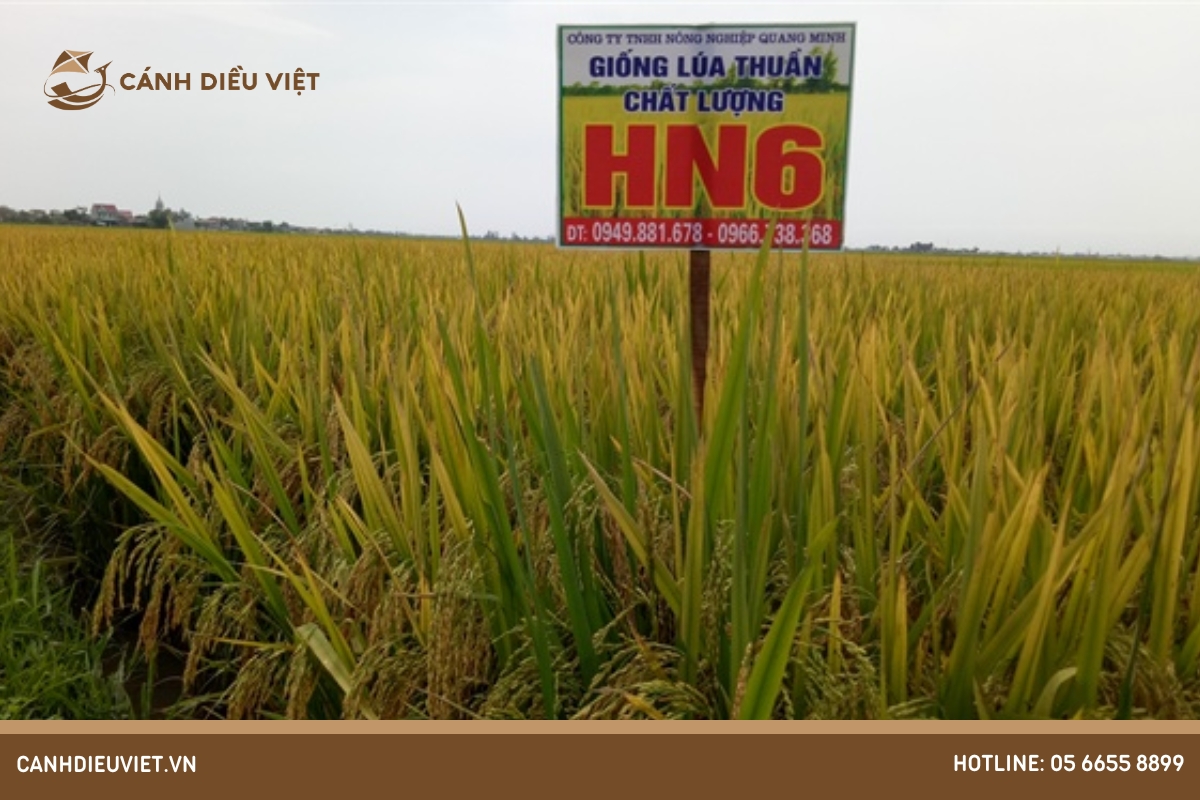 Giống lúa HN6: Đặc tính gieo trồng & kỹ thuật canh tác 1057 Giống lúa HN6_ Đặc tính gieo trồng & kỹ thuật canh tác