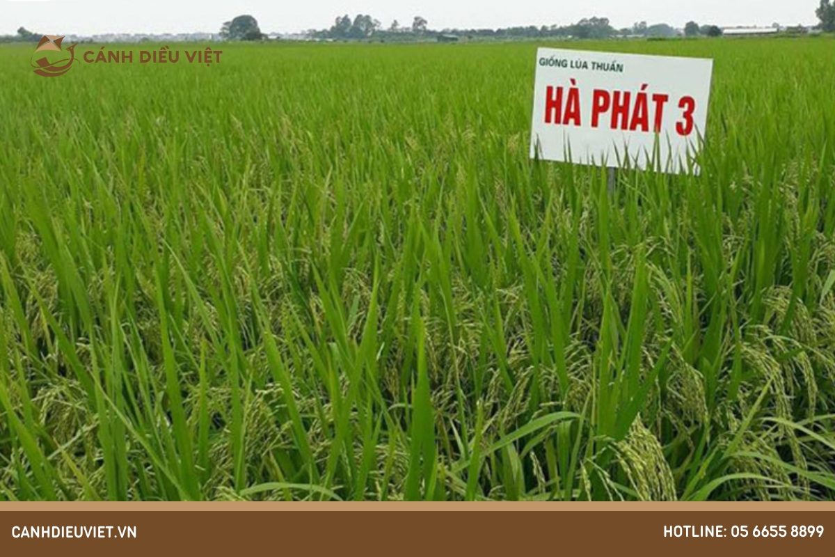 Giống lúa Hà Phát 3 có những ưu điểm gì? 1076 Giống lúa Hà Phát 3 có những ưu điểm gì