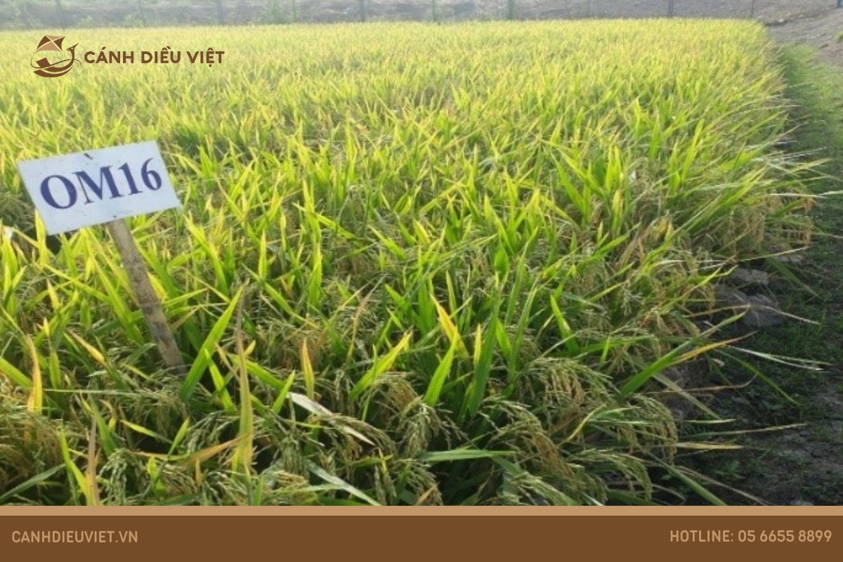 Giống lúa OM16: Đặc tính và kỹ thuật canh tác 1001 Giống lúa OM16_ Đặc tính và kỹ thuật canh tác
