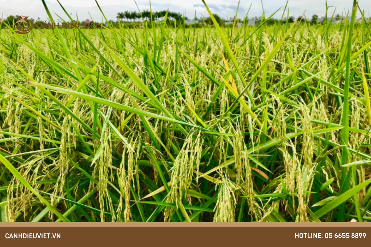 Giống lúa ST25 mua ở đâu chất lượng? 7 Giống lúa ST25 có nguồn gốc như thế nào