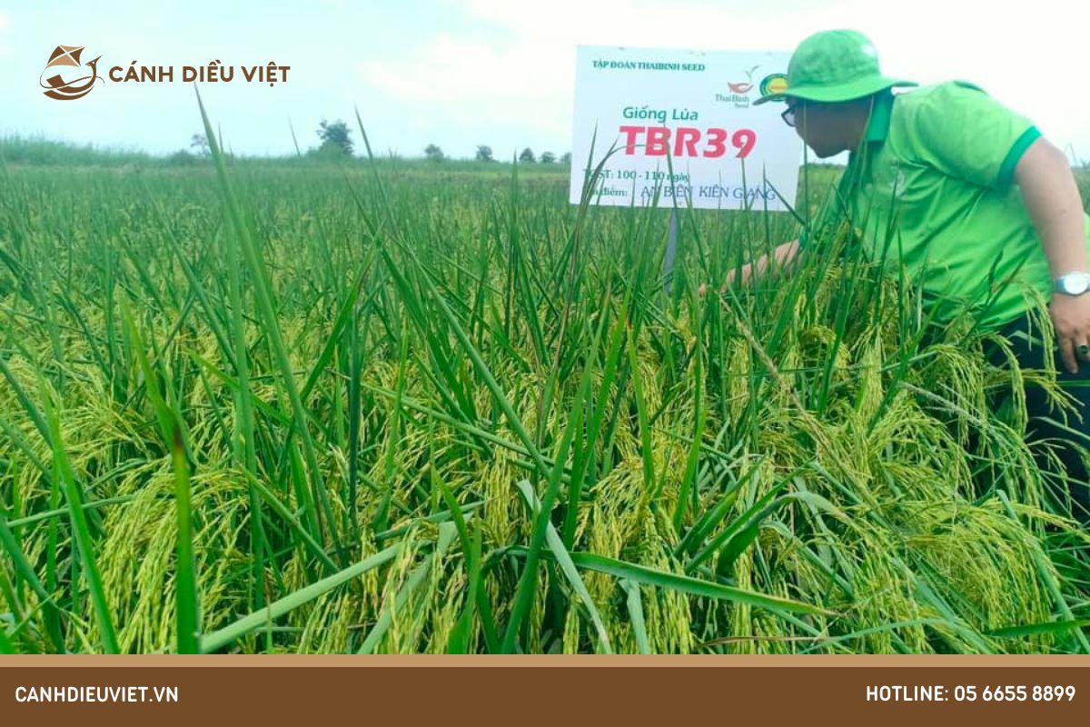 Giống lúa TBR 39: Đặc tính & Kỹ thuật gieo trồng hiệu quả 978 Giong lua TBR 39 Dac tinh Ky thuat gieo trong hieu qua