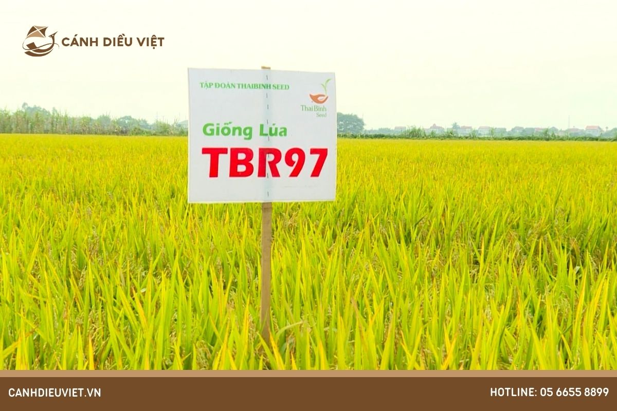 Các Giống Lúa Dẻo Thơm Được Yêu Thích Nhất Tại Việt Nam 10 Giống lúa TBR97