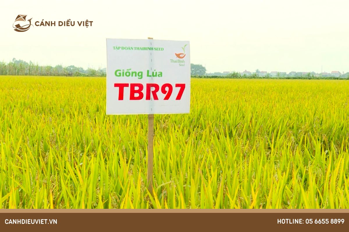 Giống lúa TBR97: Đặc điểm & Kỹ thuật canh tác hiệu quả 984 Giống lúa TBR97_ Đặc điểm & Kỹ thuật canh tác hiệu quả