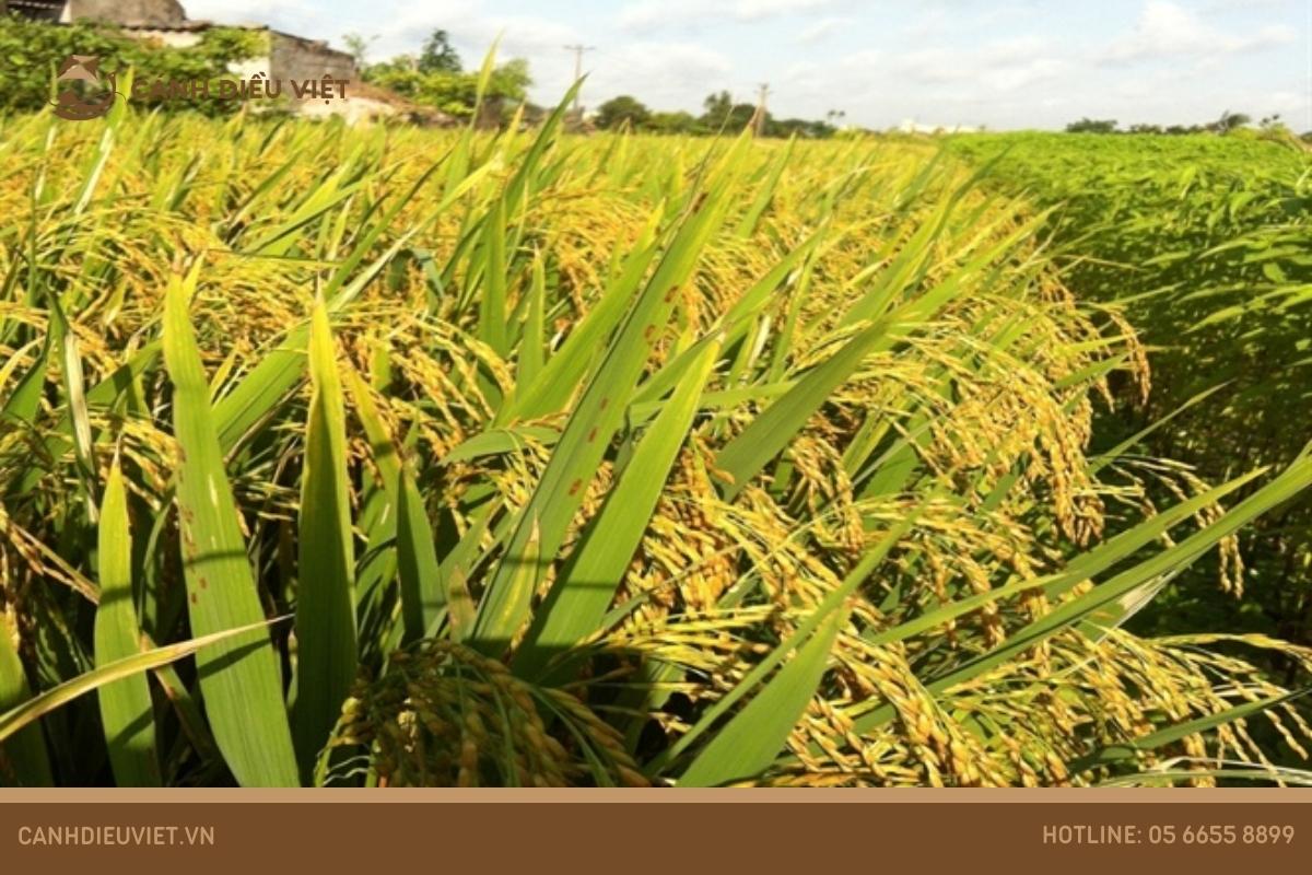 Giống lúa Thái Bình chất lượng cao 1018 Giống lúa Thái Bình chất lượng cao