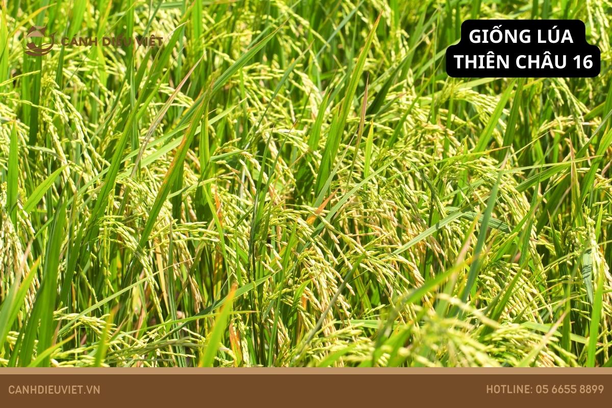 Giống lúa Thiên Châu 16: Kỹ thuật gieo trồng & đặc điểm 1026 Giống lúa Thiên Châu 16_ Kỹ thuật gieo trồng & đặc điểm
