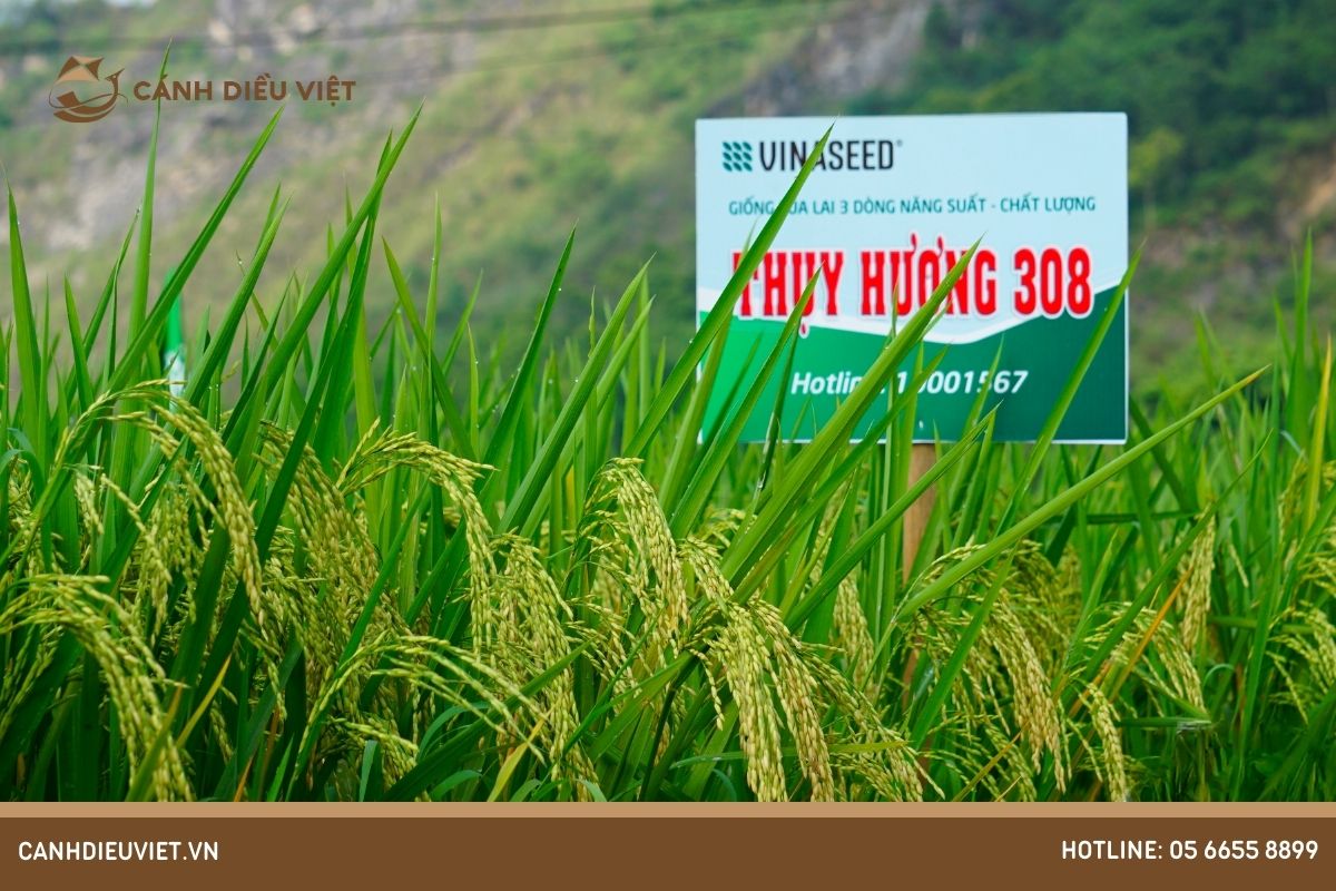 Các Giống Lúa Dẻo Thơm Được Yêu Thích Nhất Tại Việt Nam 9 Giống lúa Thụy Hương 308