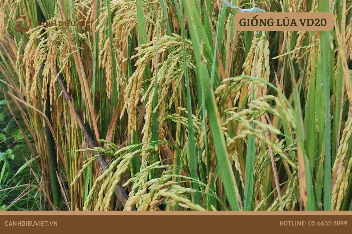 Giống lúa VD20 có nguồn gốc và đặc tính như thế nào? 1034 Giống lúa VD20 có nguồn gốc và đặc tính như thế nào