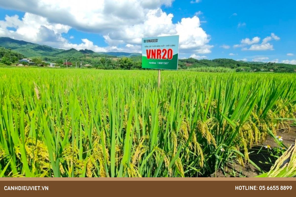 Giong lua VNR 20