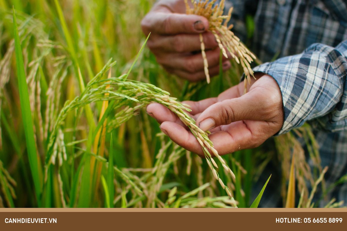 Giong lua lai KC06 1