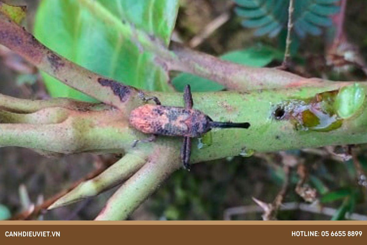 Cách phòng trừ loại bọ vòi voi hại mãng cầu na hiệu quả 7 Hậu quả khi bọ vòi voi gây hại cho cây mãng cầu