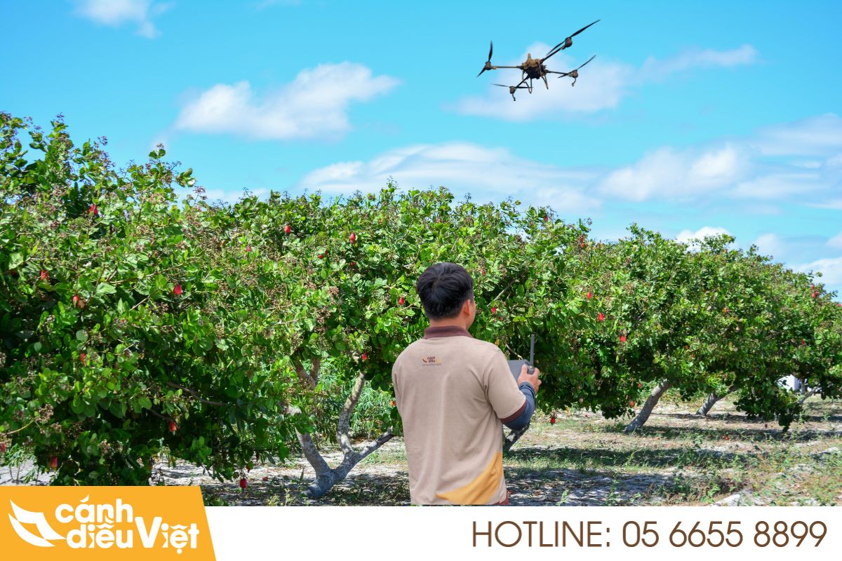 Máy Bay Phun Thuốc Cho Điều X2 Năng Suất, Giảm Chi Phí 5 Hiệu quả thực tế từ drone phun thuốc cho vườn điều tại các tỉnh trọng điểm