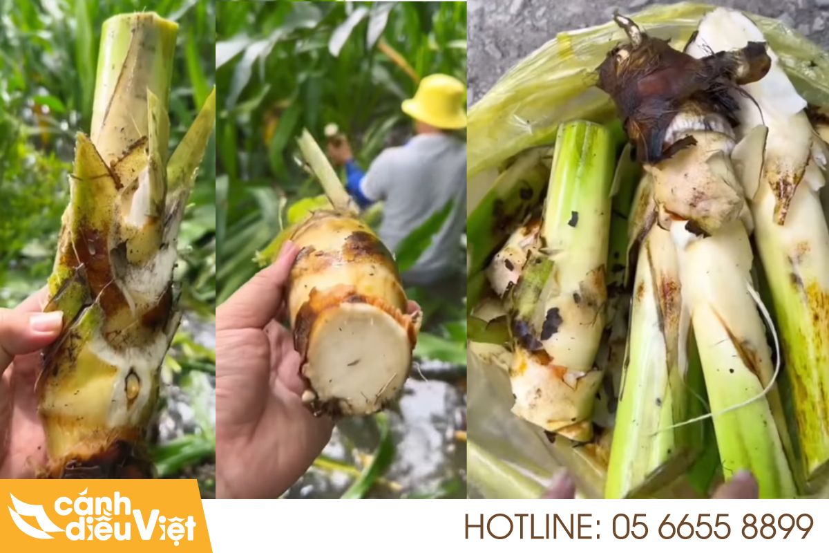 Cây Chuối Nước: Đặc điểm, cách trồng và chăm sóc hiệu quả 6 Hình ảnh củ chuối nước