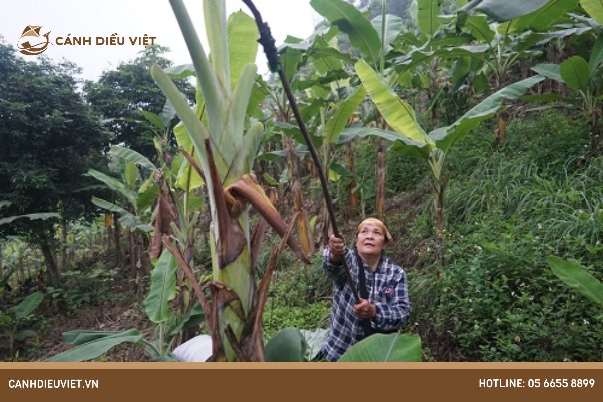 Chia Sẻ Kỹ Thuật Cắt Tỉa Lá Chuối Hiệu Quả 5 Hướng dẫn cách cắt tỉa lá chuối