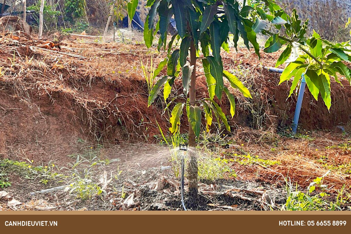 Hướng dẫn cách chăm sóc cây xoài Đài Loan sau khi trồng