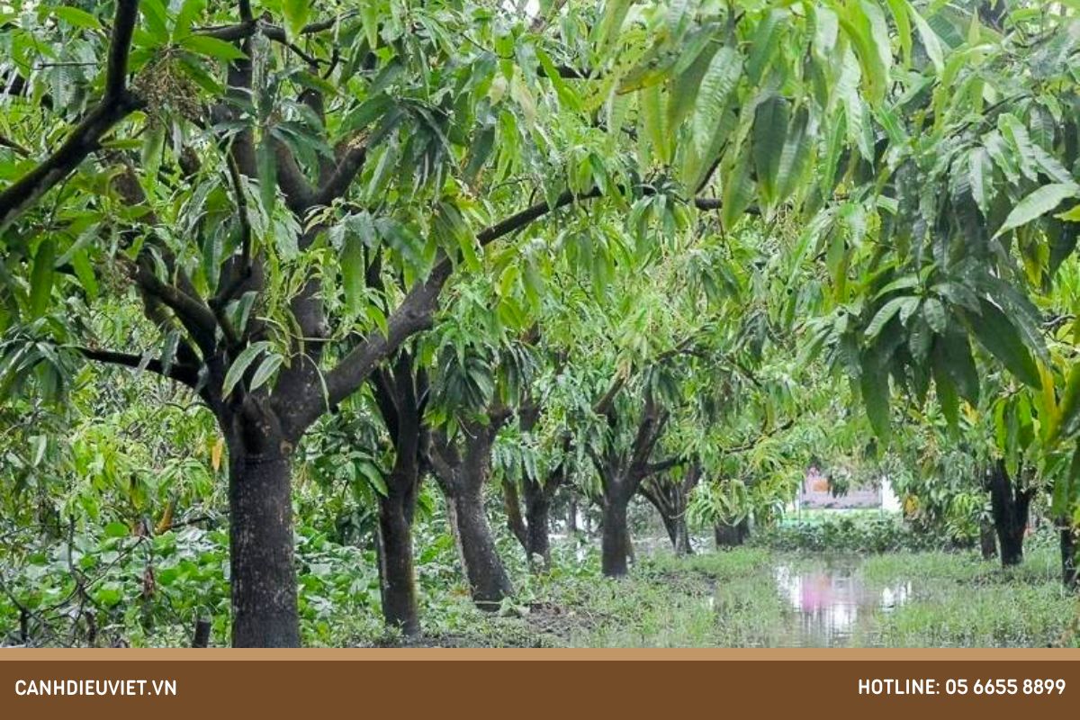 Hướng dẫn cách chăm sóc cây xoài để ra hoa tốt nhất