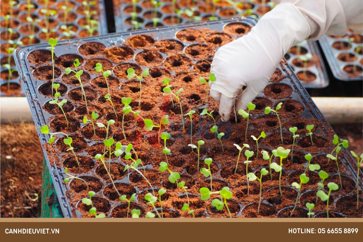 Hướng dẫn cách chăm sóc mầm cây sau khi ươm
