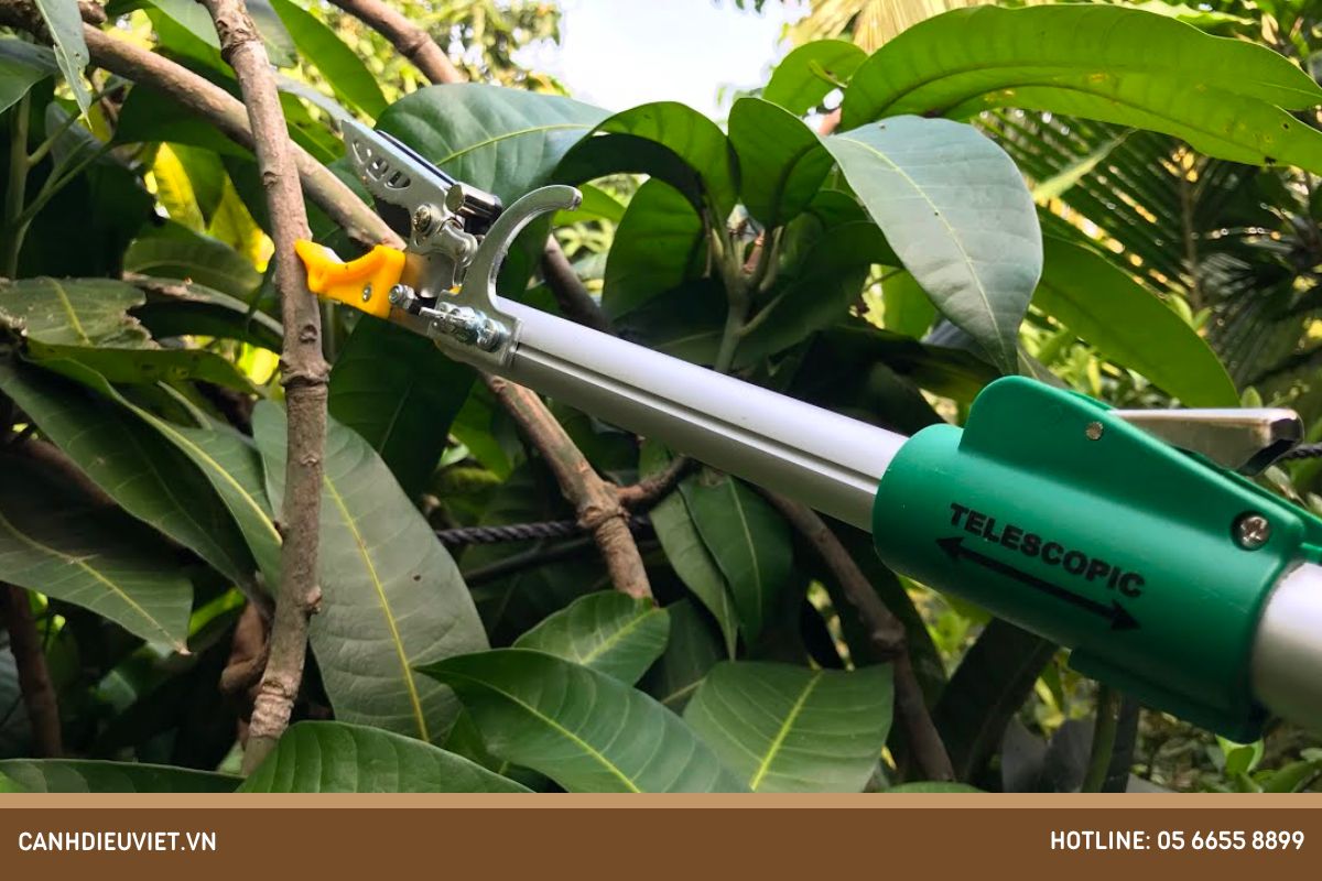 Hướng dẫn cách tỉa cành xoài đơn giản