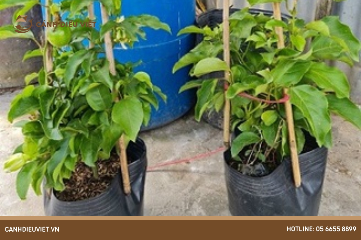 Hướng dẫn trồng chanh dây trong chậu với 4 bước đơn giản 9 Hướng dẫn chăm sóc cây chanh dây