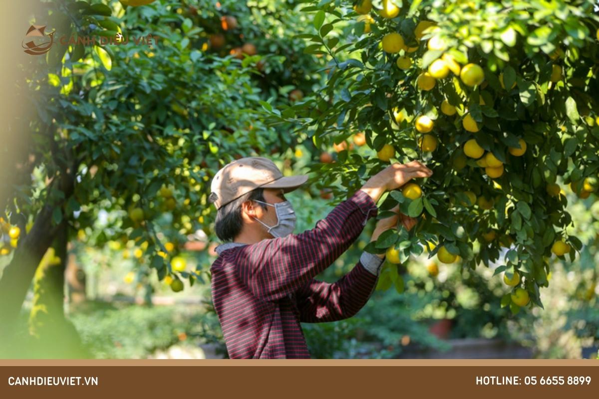 Hướng dẫn chọn giống và trồng cây ăn quả ít tốn công sức