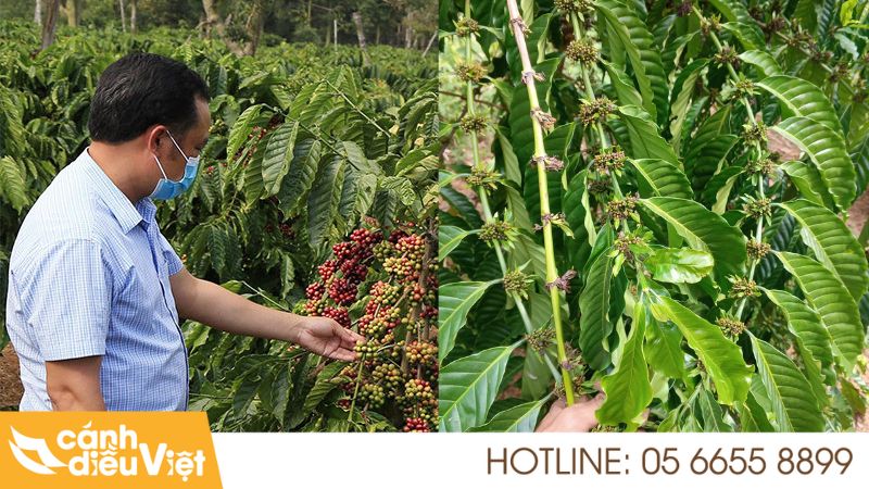 Kỹ Thuật Trồng Cà Phê Tr4 Cho Năng Suất Và Chất Lượng Cao 261 Hướng dẫn kỹ thuật trồng cà phê TR4 đúng cách