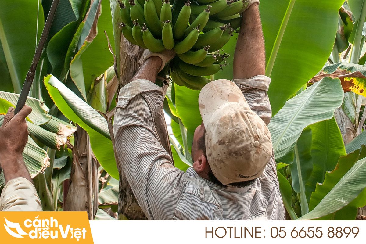 Hướng dẫn kỹ thuật trồng cây chuối hiệu quả
