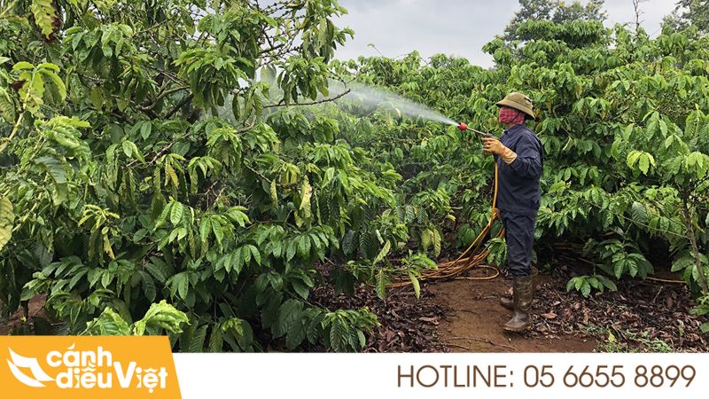 Giống Cà Phê Thiện Trường: Đặc Điểm, Cách Trồng & Chăm Sóc 8 Hướng dẫn kỹ thuật trồng và chăm sóc giống cà phê Thiện Trường