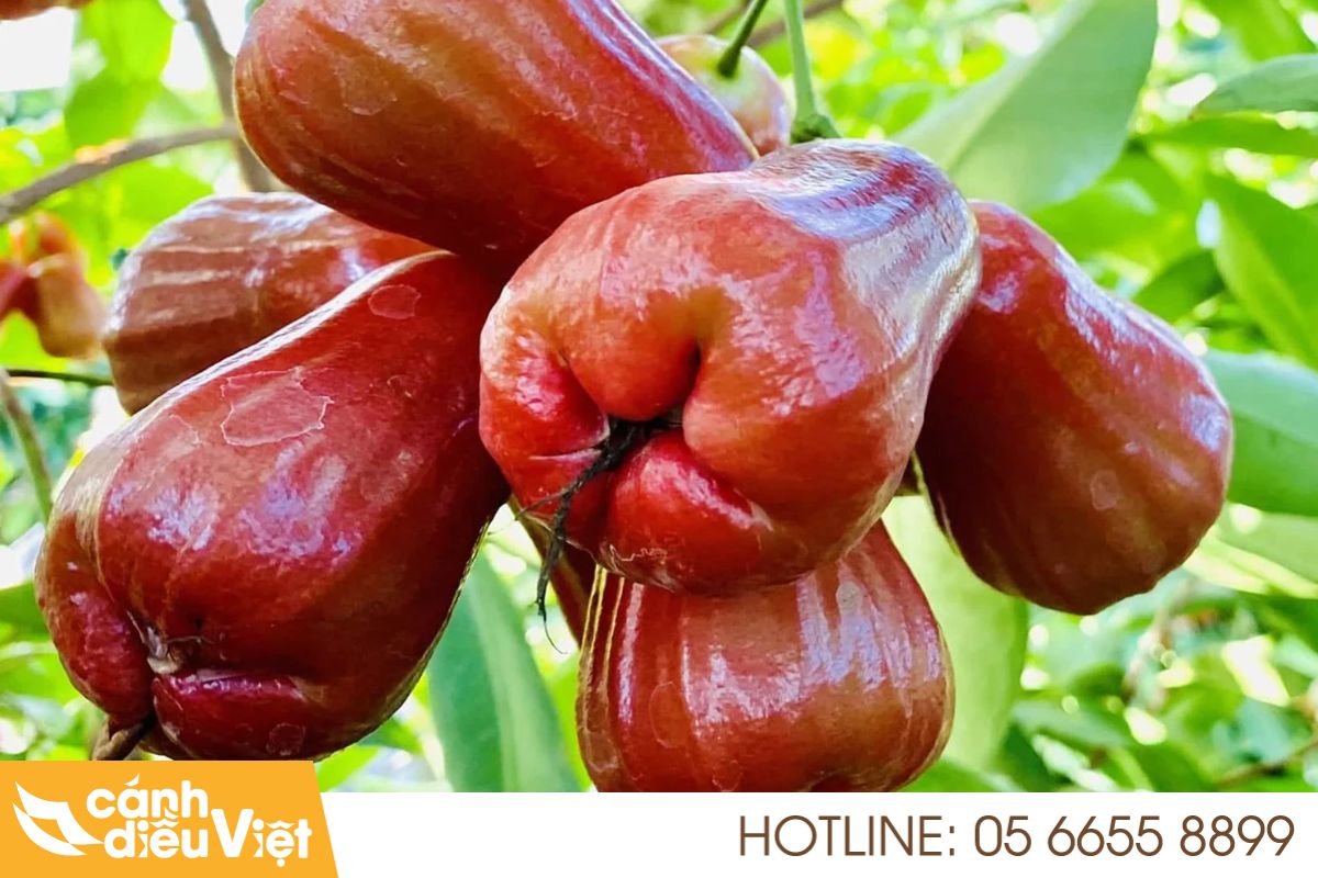 Ứng Máy Bay Phun Thuốc Cho Mận Tăng X2 Năng Suất, Giảm Chi Phi 6 Hướng dẫn sử dụng máy bay phun thuốc cho cây mận