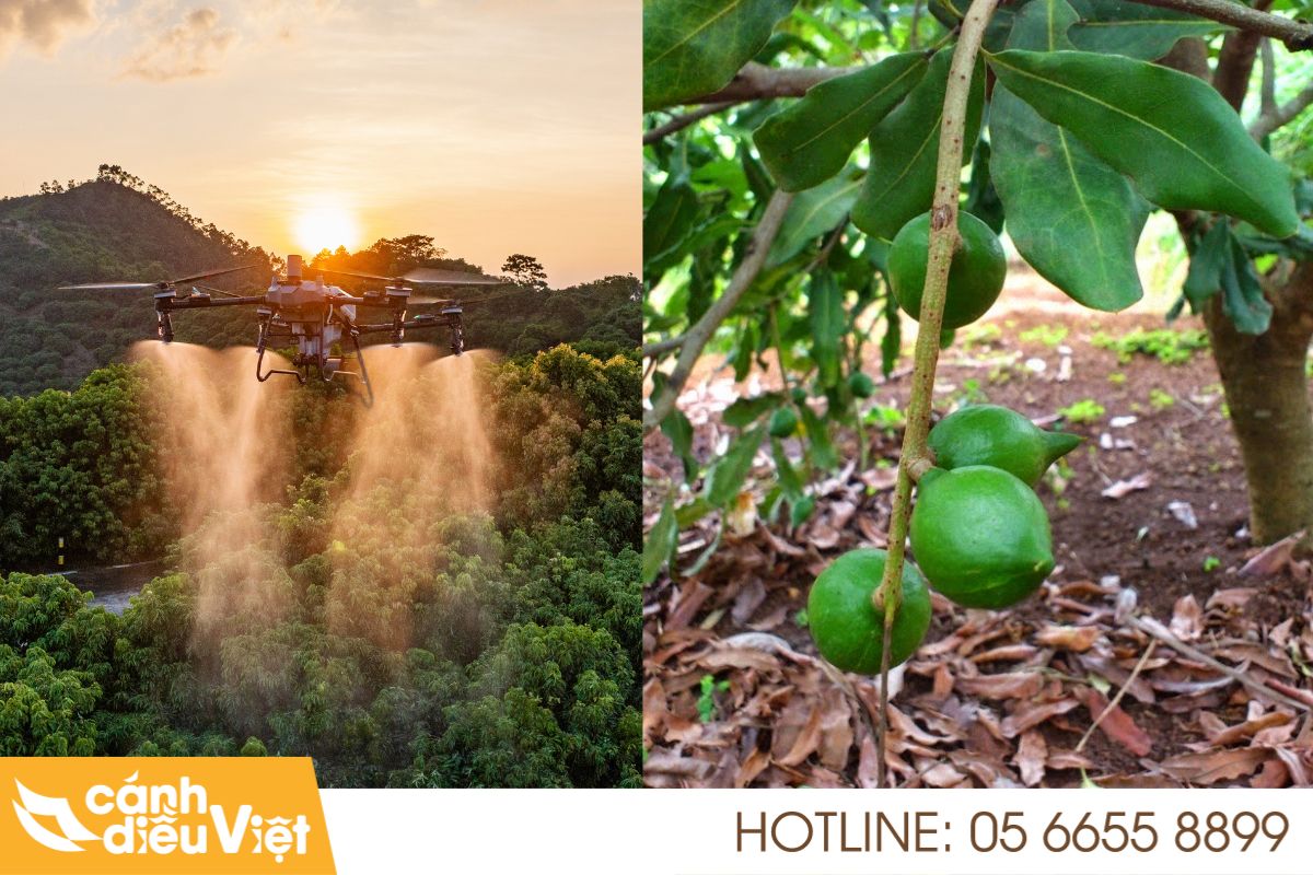 Ứng dụng máy bay phun thuốc cho cây macca X2 năng suất 4 Hướng dẫn sử dụng máy bay phun thuốc cho macca
