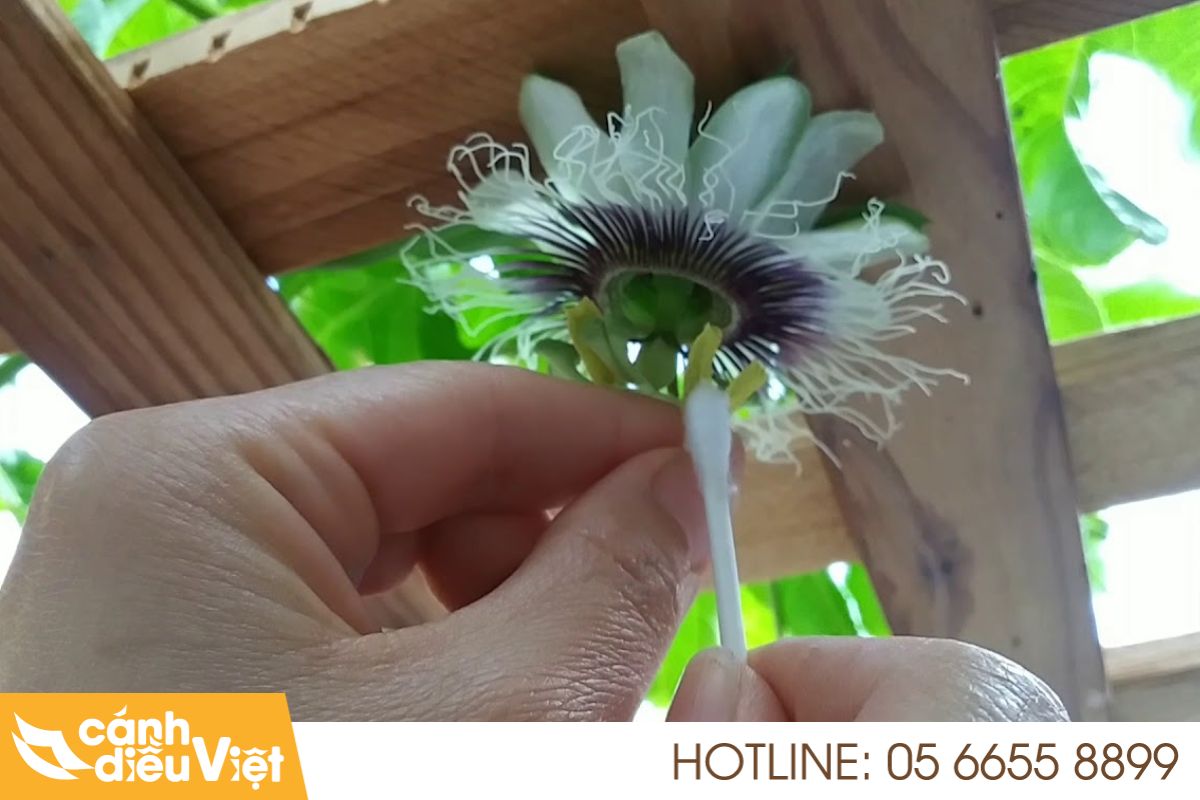 Hoa chanh dây: Cách kích thích ra hoa thụ phấn hiệu quả 7 Hướng dẫn thụ phấn cho hoa chanh dây