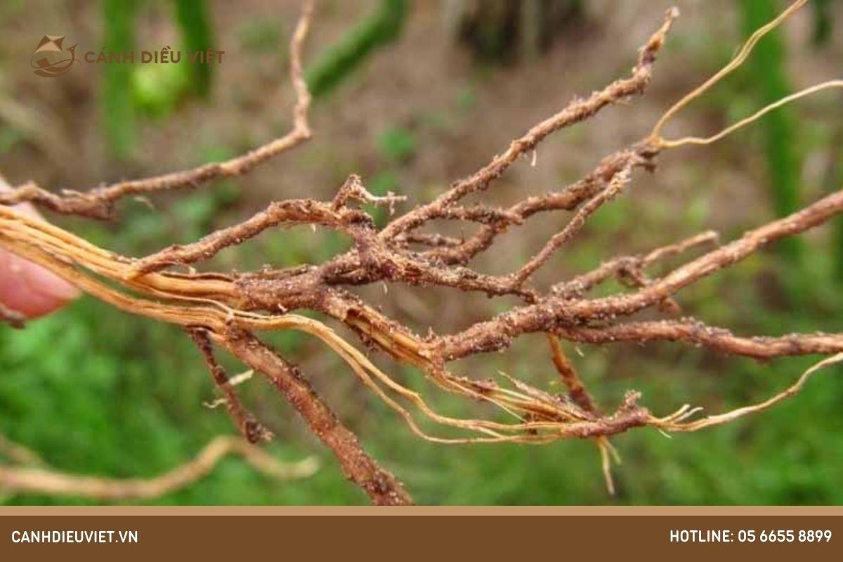 Khả năng chịu được bệnh tật của rễ cây ăn quả