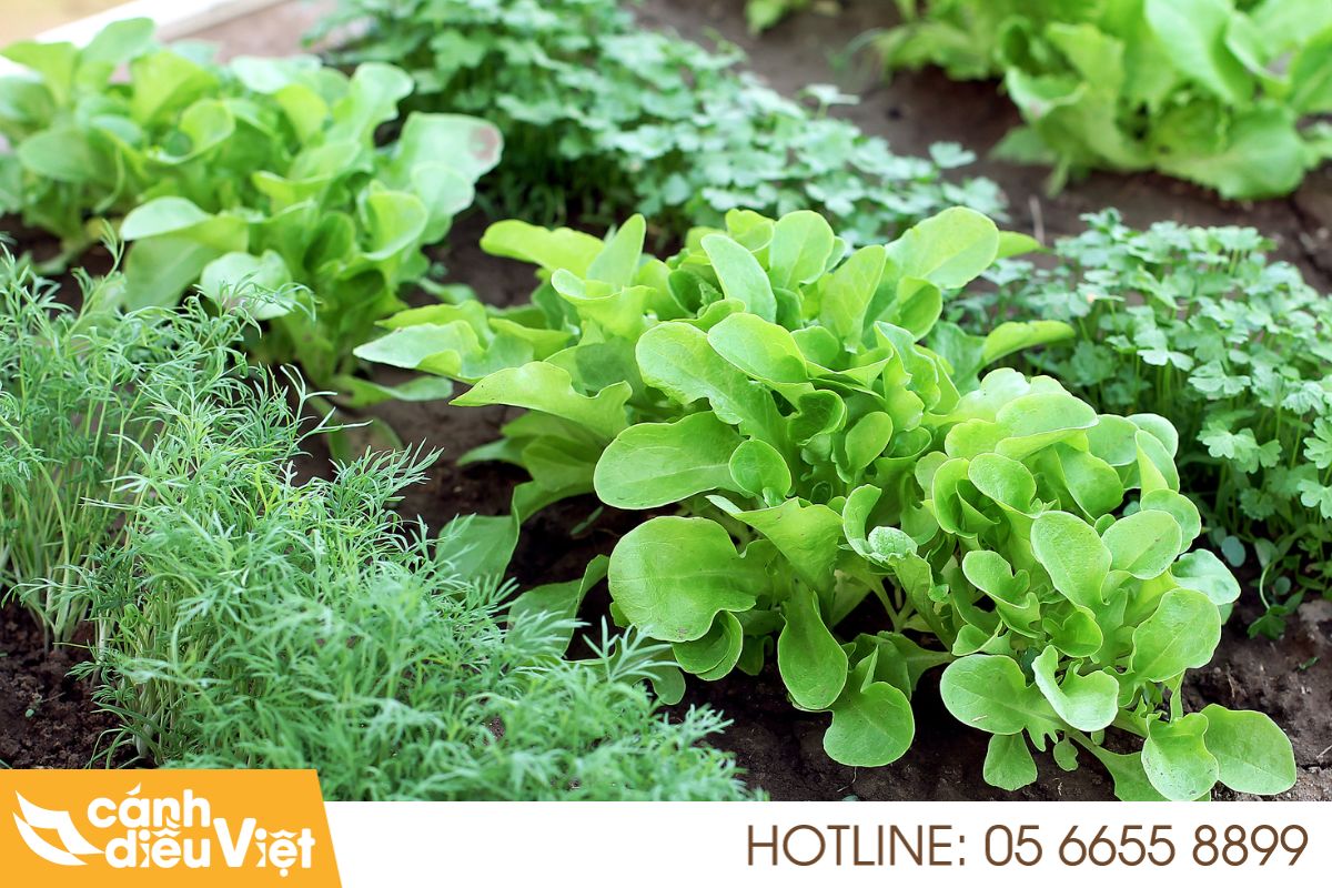 Khó khăn khi phun thuốc cho cây rau màu