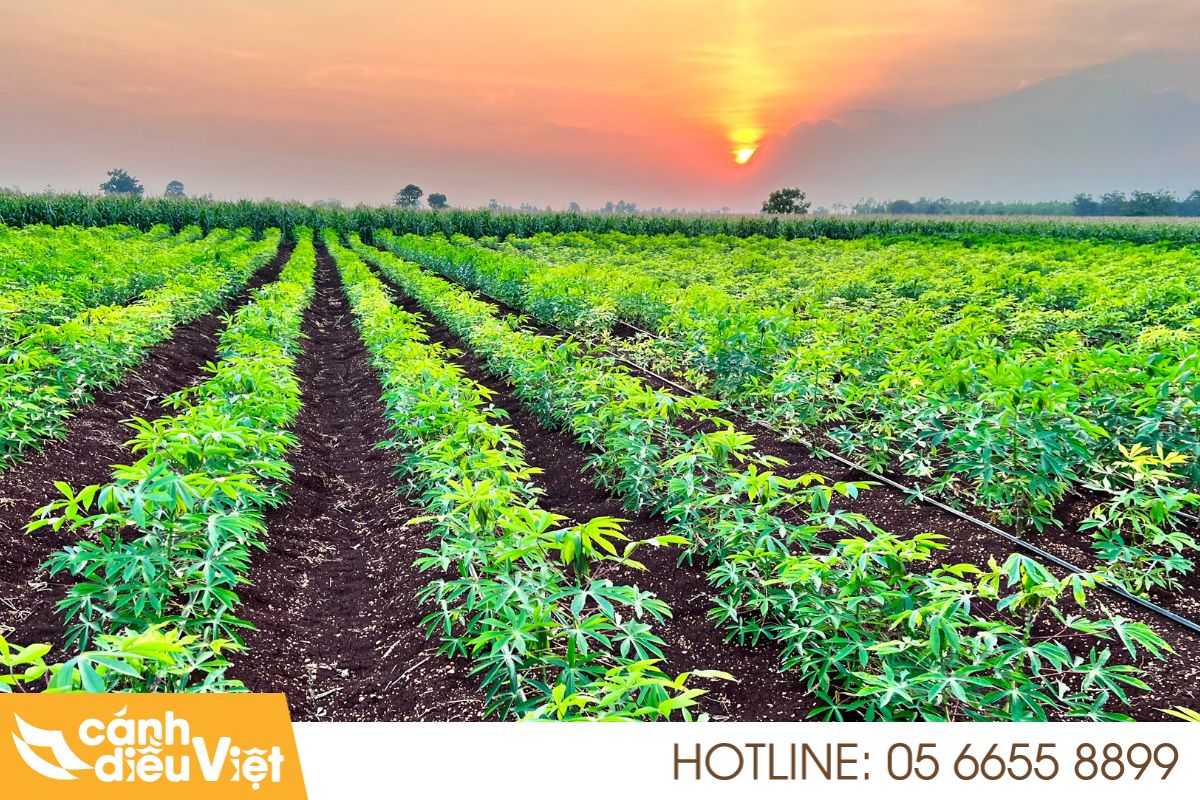 Máy bay DJI T70P phun thuốc cho cây sắn (khoai mì) 3 Khó khăn khi phun thuốc cho cây sắn