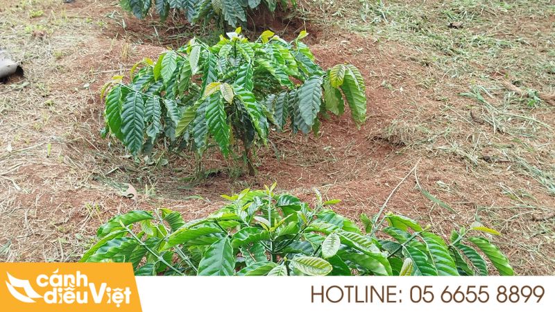 Kỹ Thuật Trồng Cà Phê Tr4 Cho Năng Suất Và Chất Lượng Cao 7 Khoảng cách trồng cà phê TR4