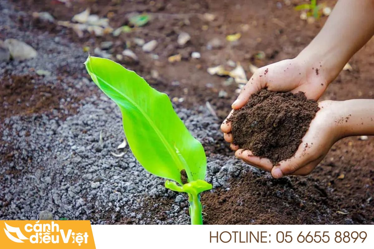 Kỹ thuật bón phân cho chuối