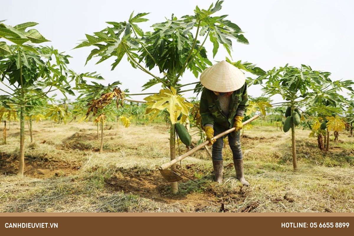 Kỹ thuật trồng